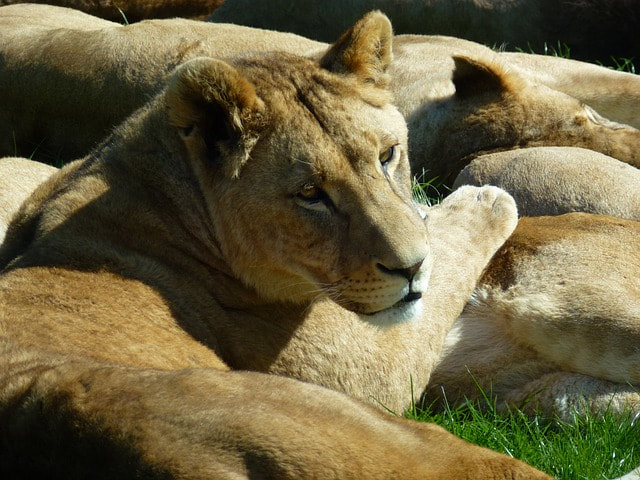 Lioness at Longleat