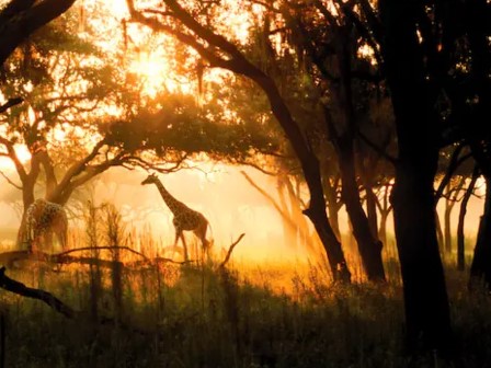 Disney's Animal Kingdom Lodge giraffe