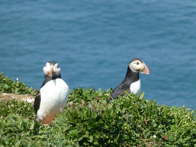Birds in Pembrokeshire