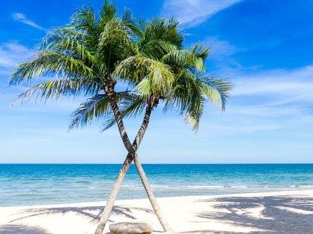 Palm trees in Caribbean