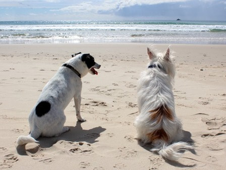 Two dogs on a beach