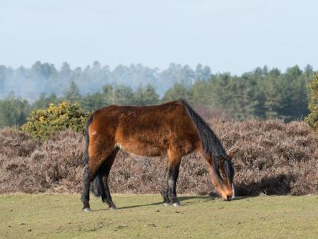 Pony in the New Forest