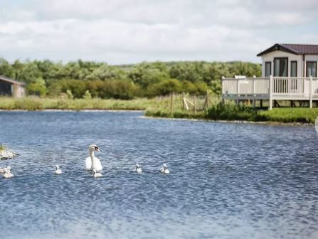 Swans and lodges at Haven Lakeland Leisure Park