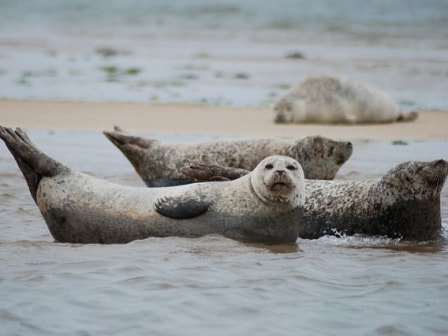 Seals at Great Yarmouth