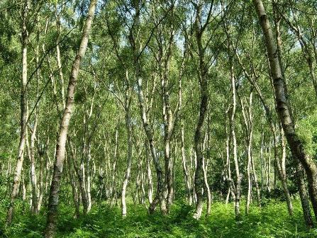 Trees in Sherwood Forest at Center Parcs