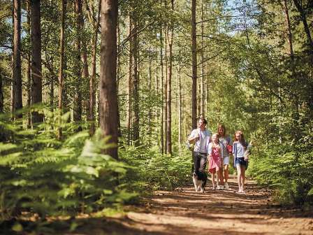 Shorefield Oakdene Forest Park woodland walks